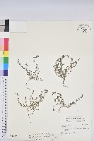 藏品(伏生大戟)的圖片