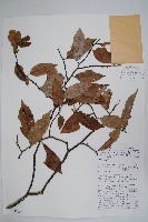 藏品()的圖片