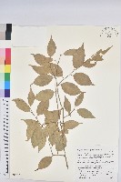 藏品()的圖片