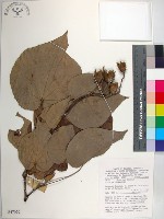 藏品(黃槿)的圖片