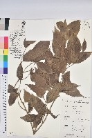 藏品()的圖片