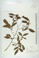 藏品()的圖片