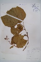 藏品(八角楓)的圖片