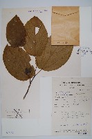 藏品()的圖片