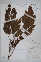 藏品(大山菜豆)的圖片