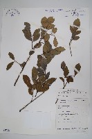 藏品()的圖片