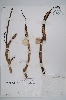 藏品(大山菜豆)的圖片