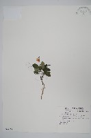 藏品(針刺草)的圖片