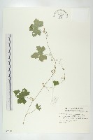 藏品(倒吊金鐘、天花)的圖片