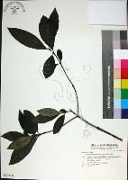 藏品(薄葉玉心花)的圖片