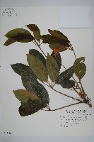 藏品(鵝掌柴、江某、鴨腳樹)的圖片