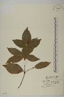 藏品(草珊瑚、紅果金粟蘭)的圖片