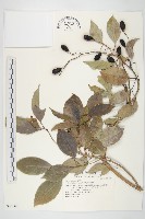 藏品(亨利氏伊立基藤)的圖片