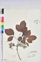 藏品(茄苳、重陽木)的圖片