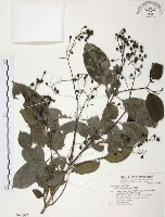 藏品(山香圓)的圖片