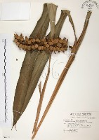 藏品(普萊氏月桃、短穗山姜)的圖片