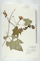 藏品(槭葉括摟)的圖片