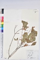 藏品(守城滿山紅、馬禮士杜鵑)的圖片