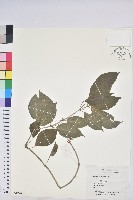 藏品(山靛)的圖片