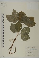 藏品(絲穗金粟蘭)的圖片