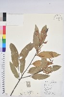 藏品(火燒柯、栲樹)的圖片