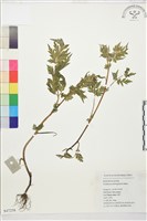 藏品(還亮草)的圖片