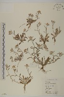 藏品(黃腺香青)的圖片