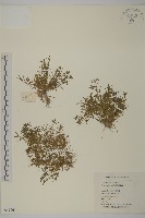 藏品(瓜槌草、漆姑草)的圖片