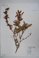 藏品(濠豬刺)的圖片