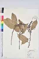 藏品(苦櫧栲)的圖片