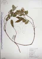 藏品(絡石)的圖片