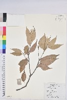 藏品(反刺苦櫧)的圖片