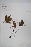 藏品(五尖槭)的圖片