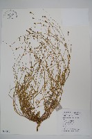 藏品(細葉蘭花參)的圖片
