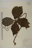 藏品(寬葉金粟蘭)的圖片