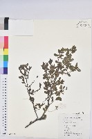 藏品(青灰葉下珠)的圖片