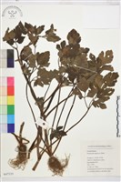 藏品(毛茛)的圖片