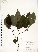 藏品(構樹)的圖片