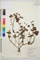 藏品(辣子草、揚子毛茛)的圖片