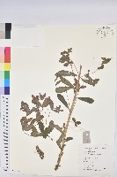 藏品(湖北大戟)的圖片