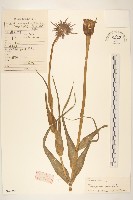 藏品(蒜葉婆羅門參)的圖片