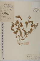 藏品(魚眼菊)的圖片