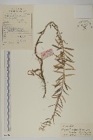 藏品(條葉珠光香青)的圖片