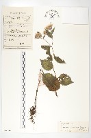 藏品(川陝鳳毛菊)的圖片