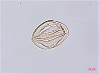 藏品(鴉頭梨)的圖片