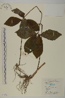 藏品(寬葉金粟蘭)的圖片