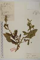 藏品(天名精)的圖片