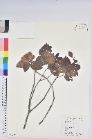 藏品(馬銀花)的圖片