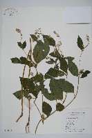 藏品(牛膝)的圖片