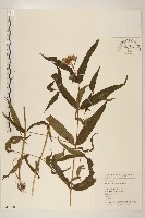 藏品(佩蘭、澤蘭)的圖片